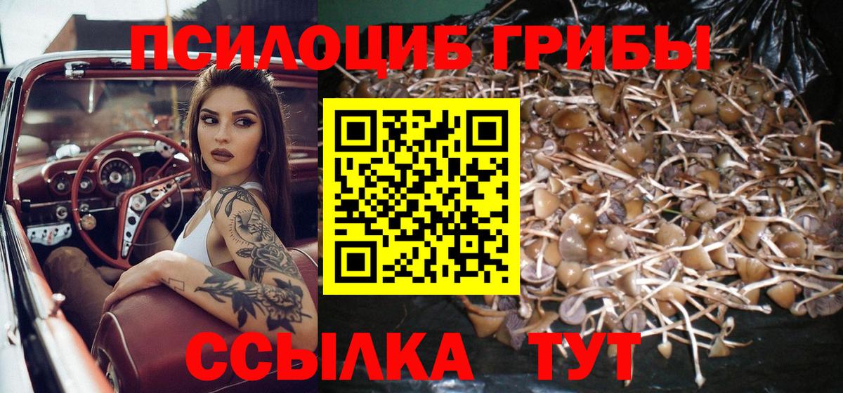 Псилоцибиновые грибы мухоморы  Вход с VPN  Сибай  наркота  Псилоцибиновые грибы Psilocybine cubensis 